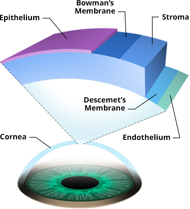 How the Human Eye Works, Cornea Layers/Role