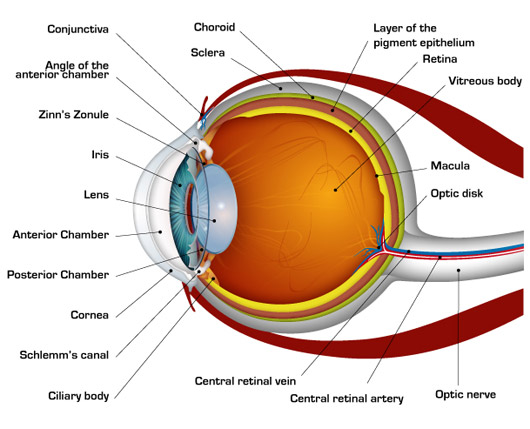 human-eye-diagram